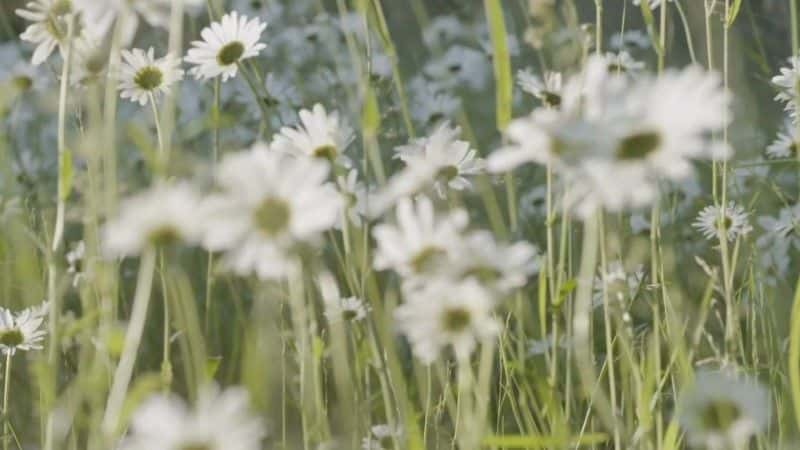 ¼Ƭֵ²ħ Magic Flute from Glyndebourne1080P-Ļ/Ļ