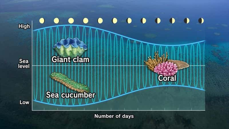 纪录片《大堡礁上的月亮咒语 The Moons Spell on the Great Barrier Reef》[无字][BT][1080P]资源下载