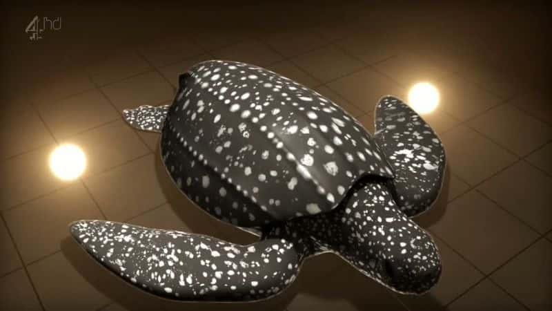 ¼ƬƤ (Ch4) Leatherback Turtle (Ch4)Ļ/Ļ