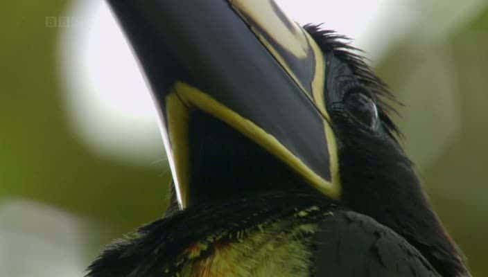 ¼Ƭŵƺʳӥ The Monkey-Eating Eagle of the Orinoco720Pȫ1-Ļ/Ļ