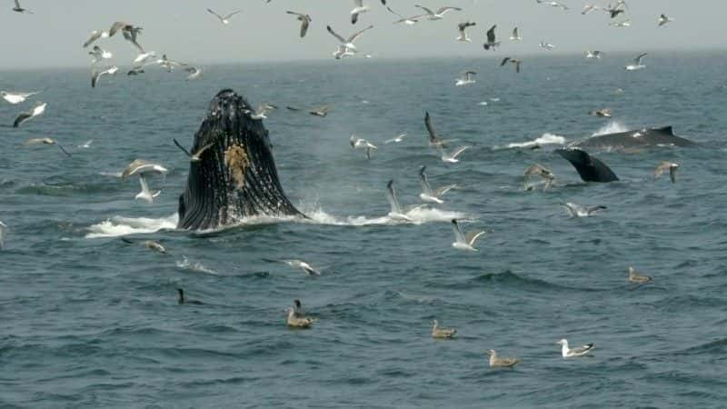 ¼Ƭͷһ̽ Humpback Whales: A Detective Storyȫ1-Ļ/Ļ