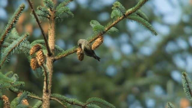 ¼Ƭ壺ʿĻҰ Iolo: The Last Wilderness of Wales1080Pȫ1-Ļ/Ļ