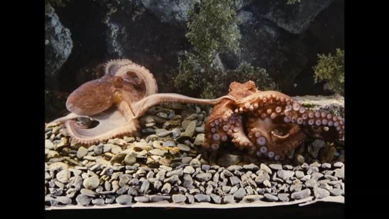 ¼Ƭİ The Love Life of an OctopusĻ/Ļ