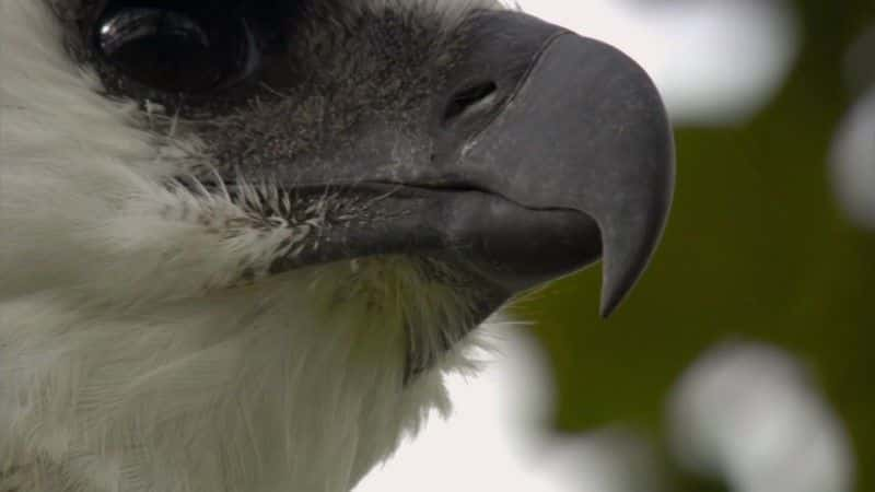 ¼Ƭŵƺʳӥ (BBC) The Monkey-Eating Eagle of the Orinoco (BBC)1080Pȫ1-Ļ/Ļ