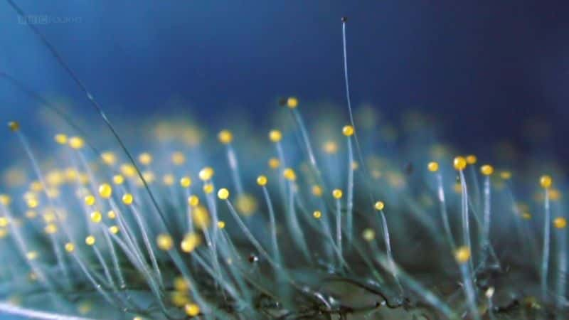 ¼ƬĢħ The Magic of Mushroomsȫ1-Ļ/Ļ