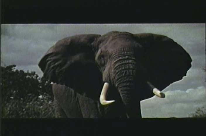 ¼Ƭ King ElephantĻ/Ļ