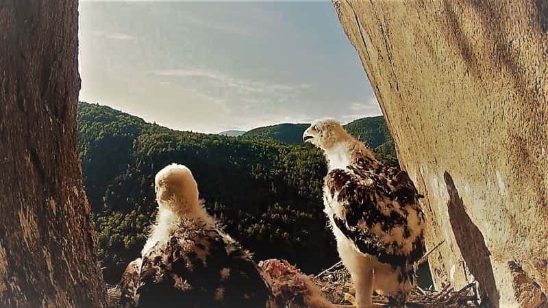 ¼Ƭɽ֮ӥ King of the Mountains: Golden Eagle1080P-Ļ/Ļ