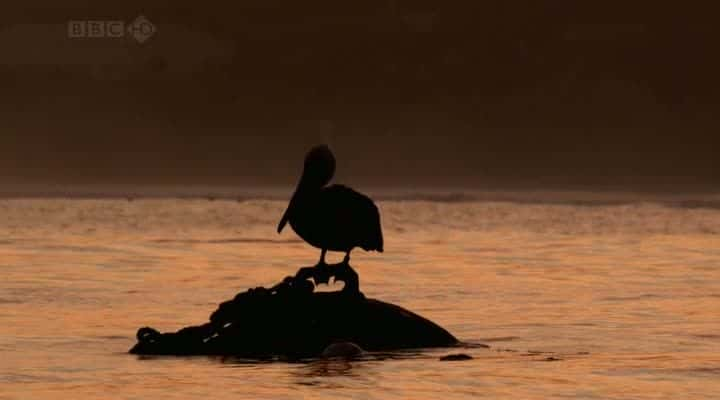 ¼ƬԪ̡ A Million Dollar Baby (Sea Otters)ȫ1-Ļ/Ļ