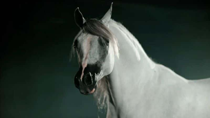 ¼ƬȻĹ Nature: Equus Story of the Horse1080P-Ļ/Ļ