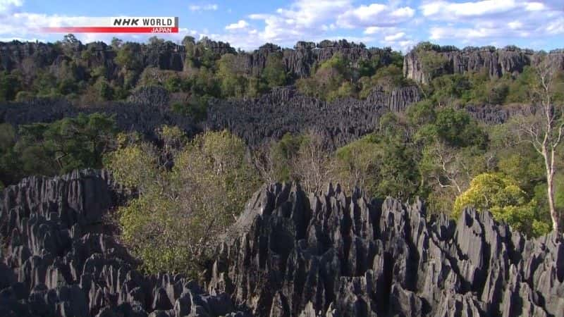 ¼Ƭ˹ӵʯɭ Madagascar's Forests of Stone Needlesȫ1-Ļ/Ļ