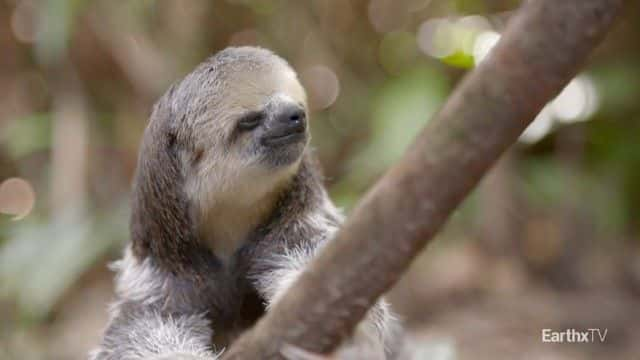 ¼ƬĪݿ˺ Monique and the Sloths1080Pȫ1-Ļ/Ļ