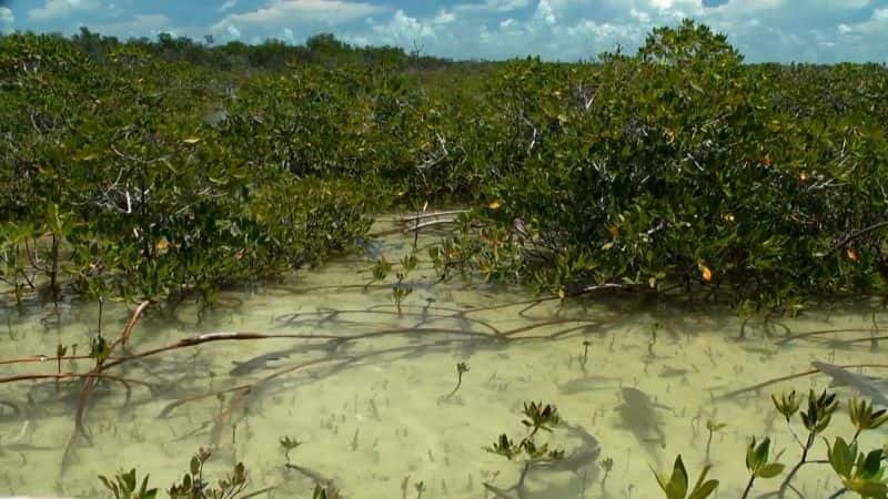 纪录片《红树林的魔力 The Magic of Mangroves》[无字] [BT][DVD画质]资源下载