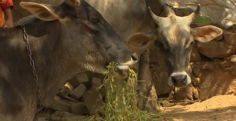 ¼Ƭӡȵţΰά (BBC) India's Cow Vigilantes (BBC)Ļ/Ļ