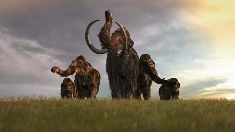 ¼Ƭ󣺱ʱľ Mammoths: Giants of the Ice Age1080P-Ļ/Ļ