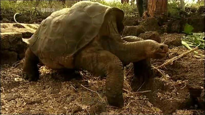 ¼Ƭ¶κͼ˹Ⱥ֮ս Lonesome George and the Battle for GalapagosĻ/Ļ