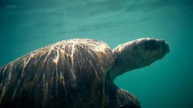 ¼ƬȻĺ걣 (BBC) Nature's Turtle Nursery (BBC)1080Pȫ1-Ļ/Ļ