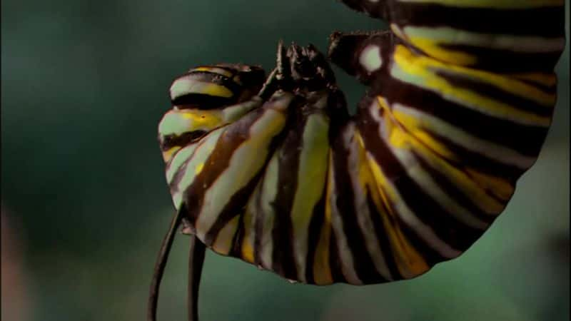 ¼ƬĲ˼ó (PBS) The Incredible Journey of the Butterflies (PBS)Ļ/Ļ