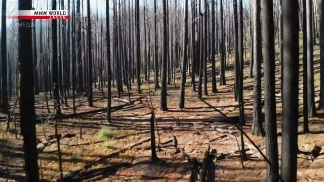 ¼Ƭش֣ɭֺͳ Megafires: Engulfing Forests and Citiesȫ1-Ļ/Ļ