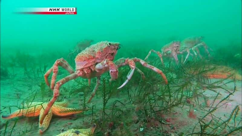 纪录片《群众游行：大蜘蛛蟹 March of the Masses: Great Spider Crabs》[无字][BT][1080P]资源下载