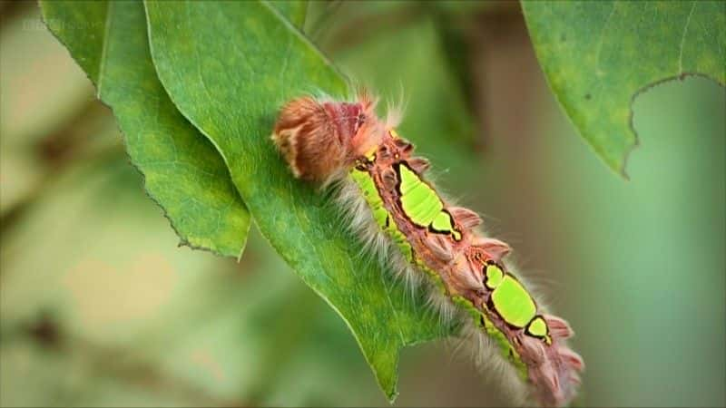 ¼ƬΣ仯Ŀѧ (BBC 1080p) Metamorphosis: The Science of Change (BBC 1080p)1080Pȫ1-Ļ/Ļ