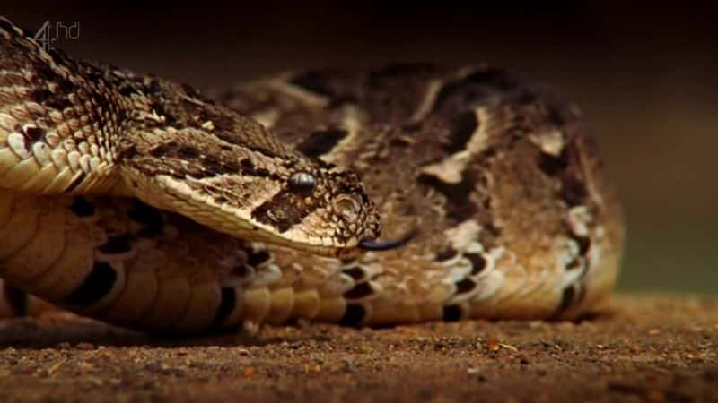 ¼Ƭ (Ch4) Monster Python (Ch4)ȫ1-Ļ/Ļ