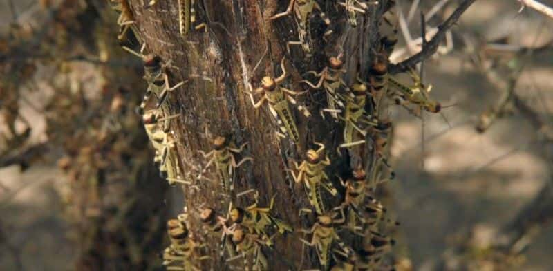 ¼ƬǵĻȳ Kenya's Locust Hunters1080P-Ļ/Ļ