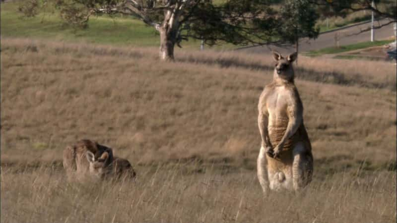 纪录片《袋鼠暴民 Kangaroo Mob》[无字][BT][720P]资源下载