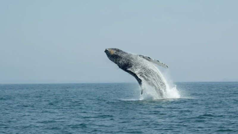 ¼Ƭͷһ̽ Humpback Whales: A Detective Storyȫ1-Ļ/Ļ