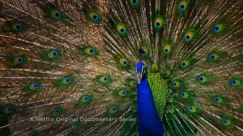 ¼ƬǱɫϵ 1 Life in Colour with Attenborough Series 11080P-Ļ/Ļ