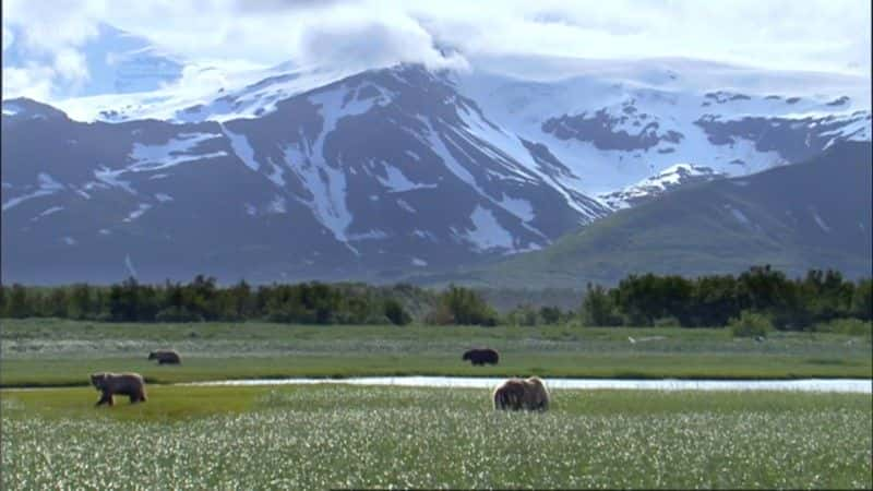 ¼ƬùĻ (BBC 1080p) The Last Grizzly of Paradise Valley (BBC 1080p)1080Pȫ1-Ļ/Ļ