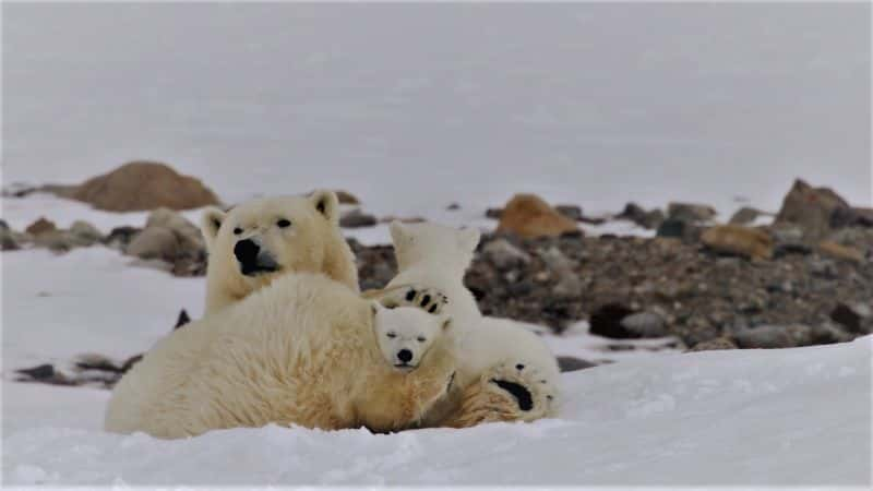 ¼Ƭ뱱ܵó My Journey with a Polar Bear1080P-Ļ/Ļ