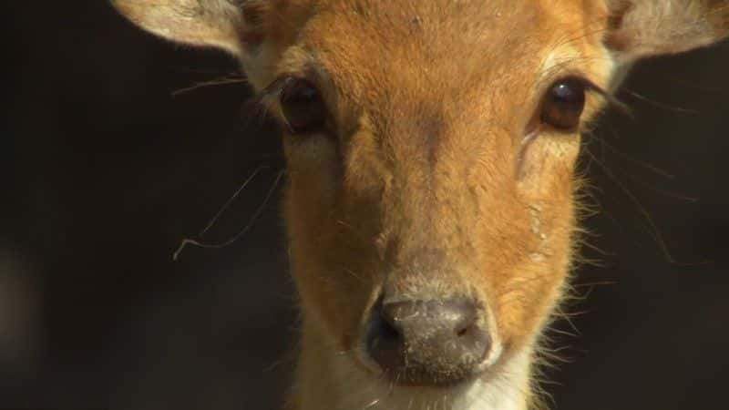 ¼ƬȻ (BBC 1080p) Nature's Perfect Partners (BBC 1080p)1080Pȫ1-Ļ/Ļ