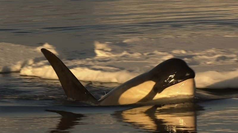 ¼Ƭˮ֮ (BBC 1080p) Killer Whales: Beneath the Surface (BBC 1080p)1080P-Ļ/Ļ