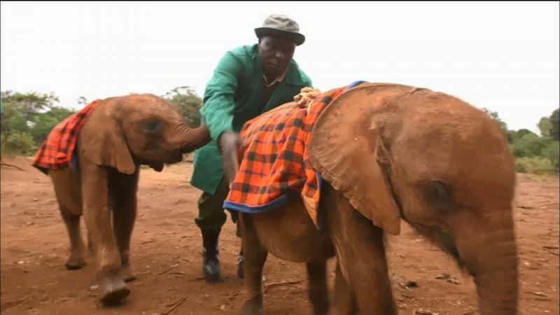 ¼ƬȻž Nature: Animal Reunions1080P-Ļ/Ļ