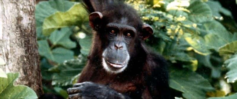 ¼Ƭ¶ Lucy, the Human Chimp1080Pȫ1-Ļ/Ļ