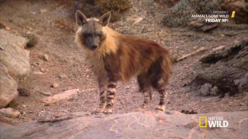 ¼Ƭ๷ Hyena CoastĻ/Ļ