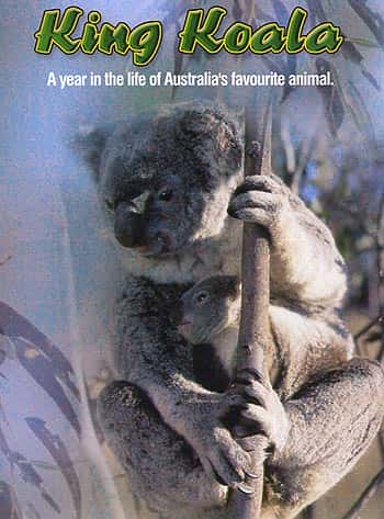 ¼Ƭ King KoalaĻ/Ļ