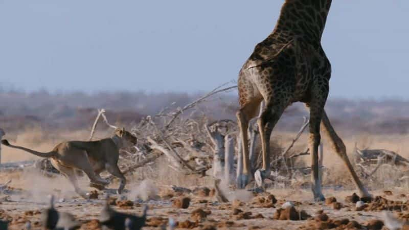 ¼ƬɳĮ֮ Kings of the Desert1080P-Ļ/Ļ