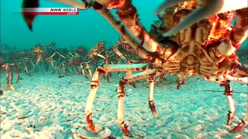 纪录片《群众游行：大蜘蛛蟹 March of the Masses: Great Spider Crabs》[无字][BT][1080P]资源下载