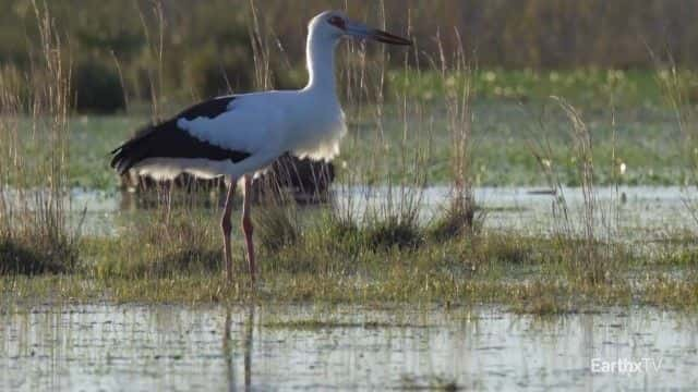 ¼Ƭ԰Ұ͢ Ibera Park: Rewilding Argentina1080Pȫ1-Ļ/Ļ