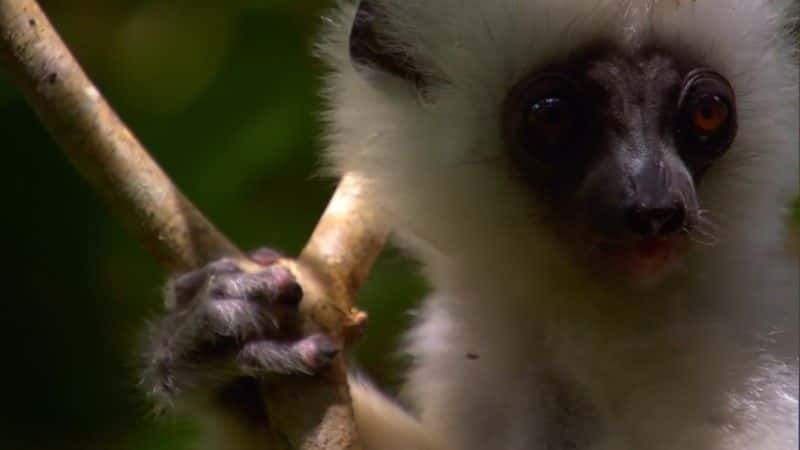 ¼Ƭ˹ӡͼ (BBC 1080p) Madagascar, Lemurs and Spies (BBC 1080p)1080Pȫ1-Ļ/Ļ