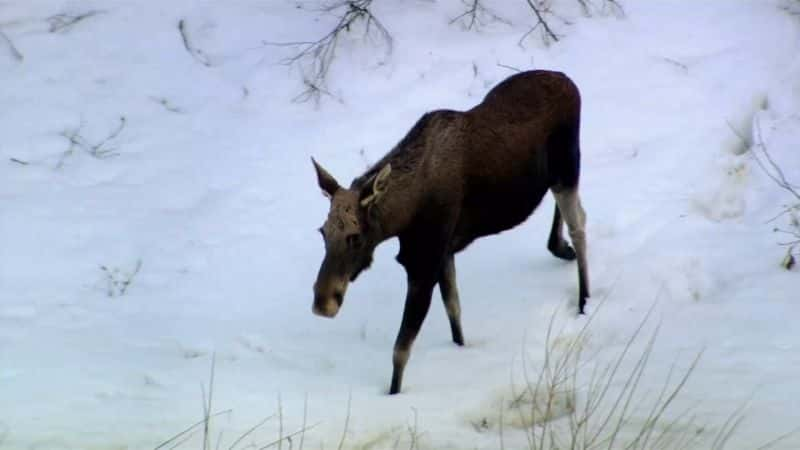 ¼Ƭ¹Ӱ The Moose Movie1080P-Ļ/Ļ