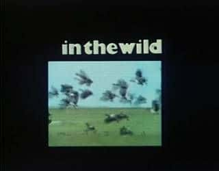 ¼ƬҰ In the Wild720P-Ļ/Ļ