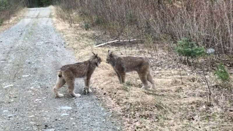 ¼Ƭ⿪Ȼֵϵ 1  11 ֣èб Natures Strangest Mysteries Solved Series 1 Part 11: Big Cat Screaming MatchĻ/Ļ