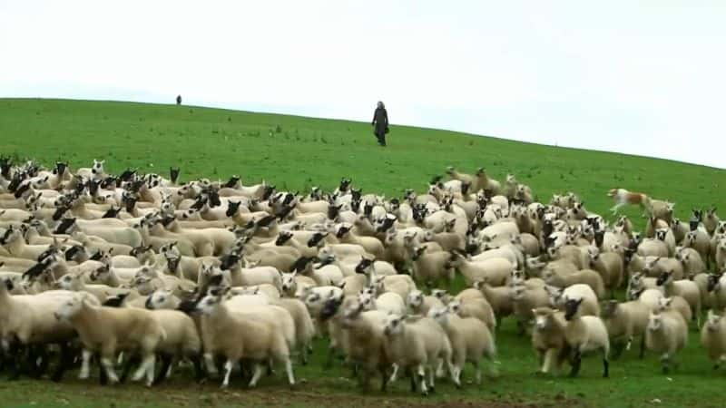 ¼Ƭء಼ҺҵȮ Kate Humble: My Sheepdog and MeĻ/Ļ