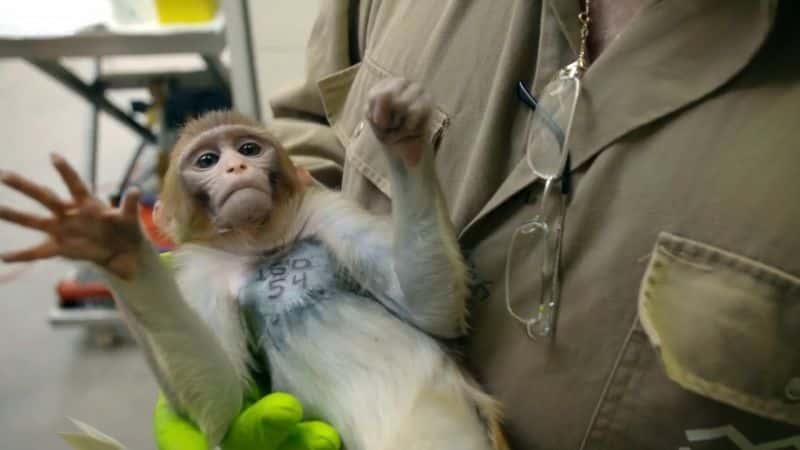 ¼Ƭʵ The Monkey LabĻ/Ļ