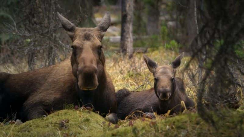 ¼Ƭʶ¹ (BBC) Meet the Moose Family (BBC)1080Pȫ1-Ļ/Ļ