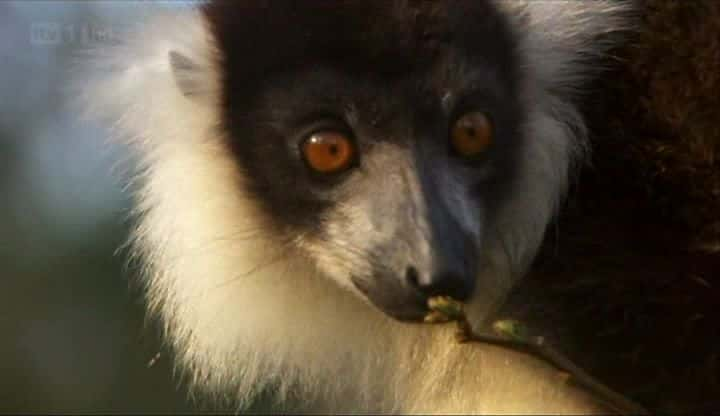 ¼Ƭ˹ӵĺ The Lemurs of Madagascarȫ1-Ļ/Ļ