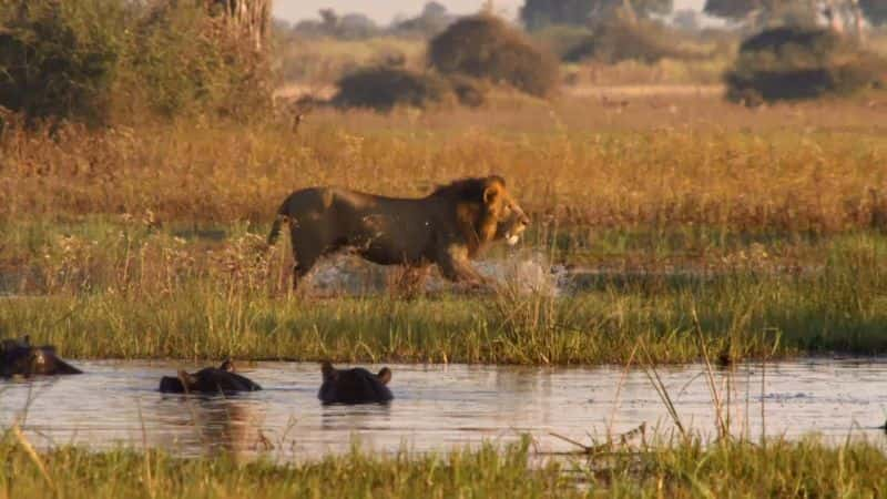 ¼ƬȻϵ 38  5 ֣¿꣺֮ӣ 2  Limbo Nature Series 38 Part 5: Okavango: River of Dreams :Episode 2 Limbo1080P-Ļ/Ļ