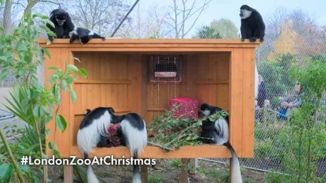 ¼Ƭ2022 ʥ׶ض԰ London Zoo at Christmas 20221080Pȫ1-Ļ/Ļ